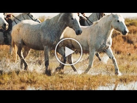 Thumbnail of YouTube video - depicting horses